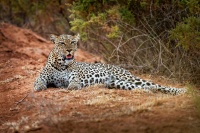 Levhart skvrnity - Panthera pardus - Leopard o9411